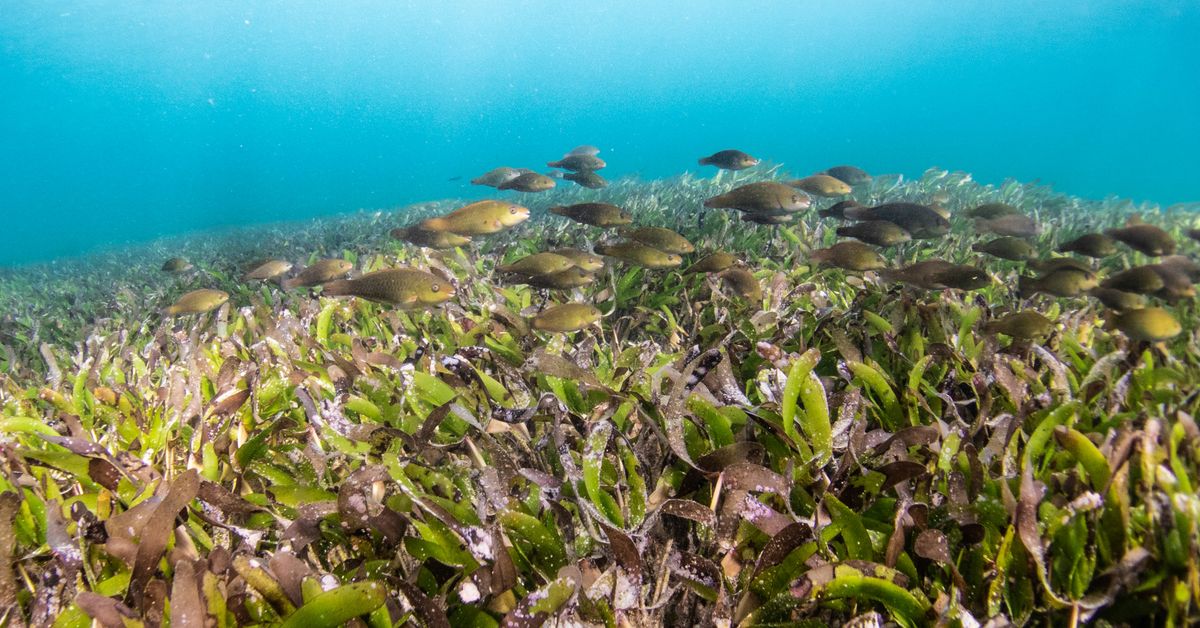 Effets du changement climatique sur les écosystèmes marins