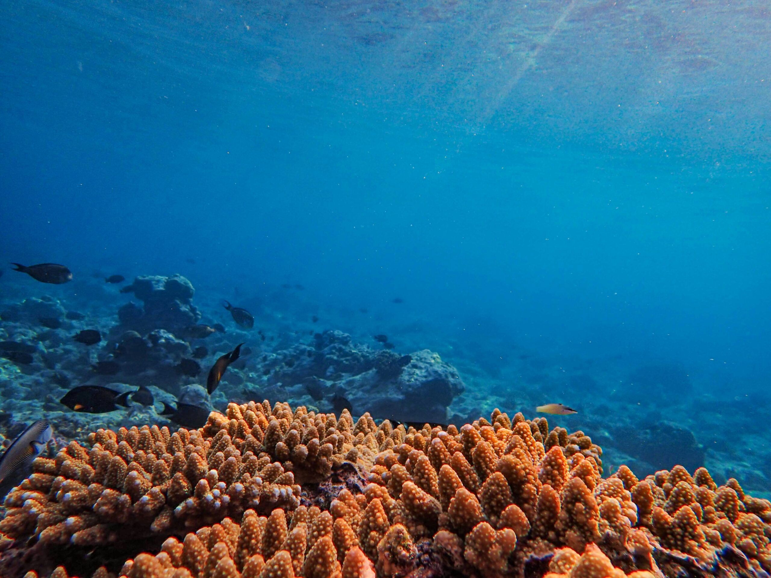 Effets du changement climatique sur les écosystèmes marins