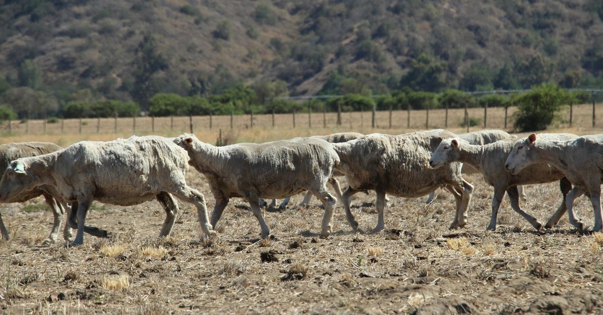 Impacts de la crise climatique sur les zones rurales