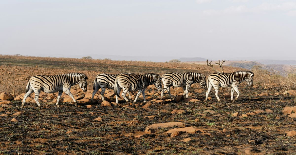 Initiatives pour la conservation des espèces en voie de disparition