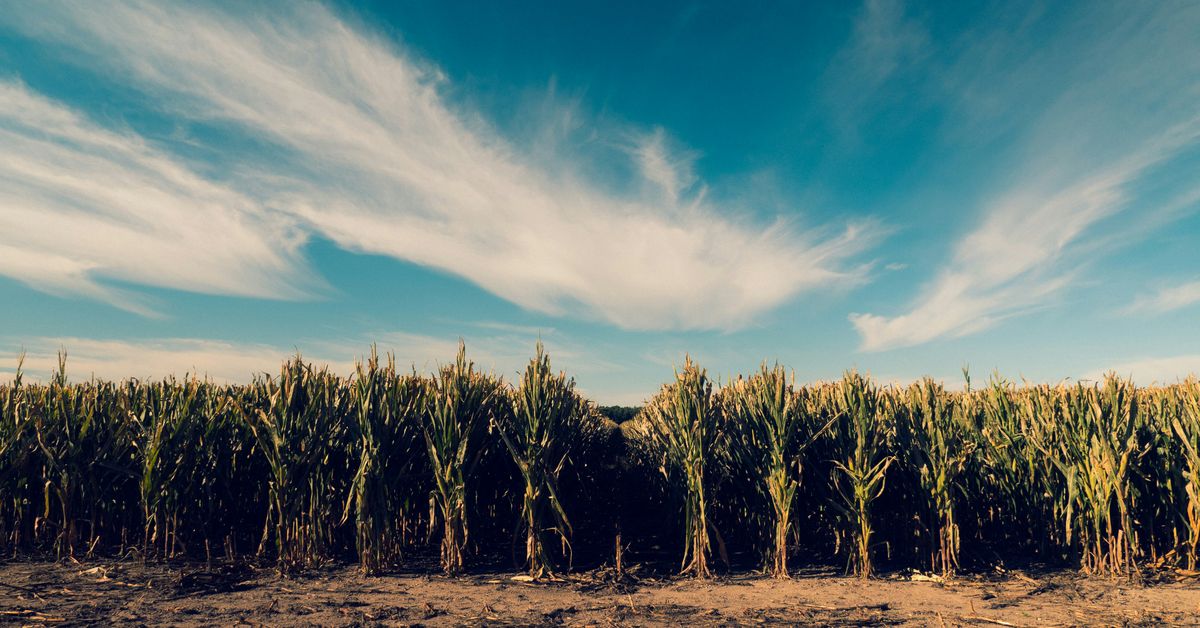 Effets de la crise climatique sur la sécurité alimentaire