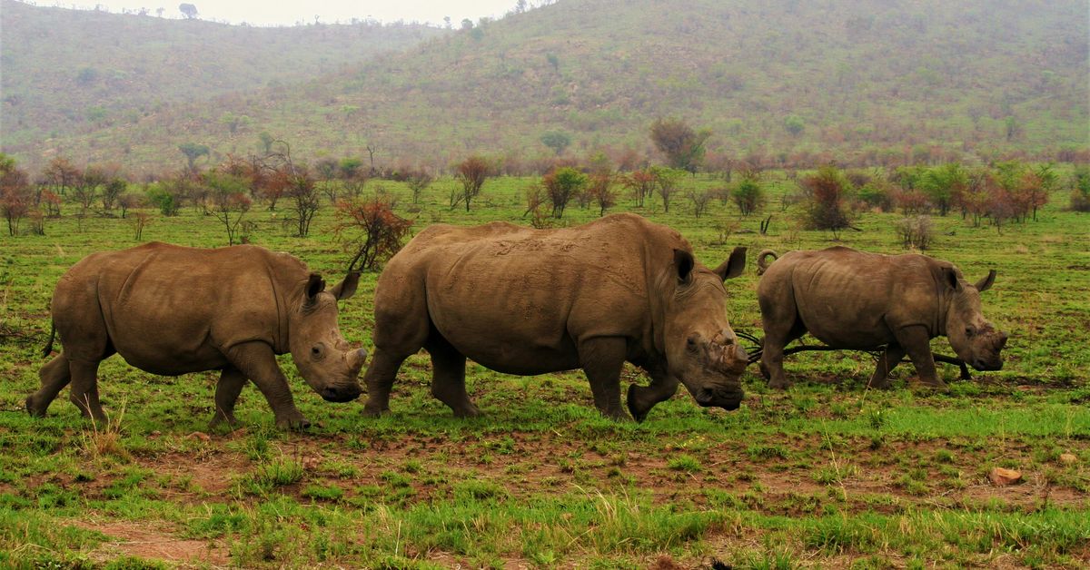 Initiatives pour la conservation des espèces en voie de disparition