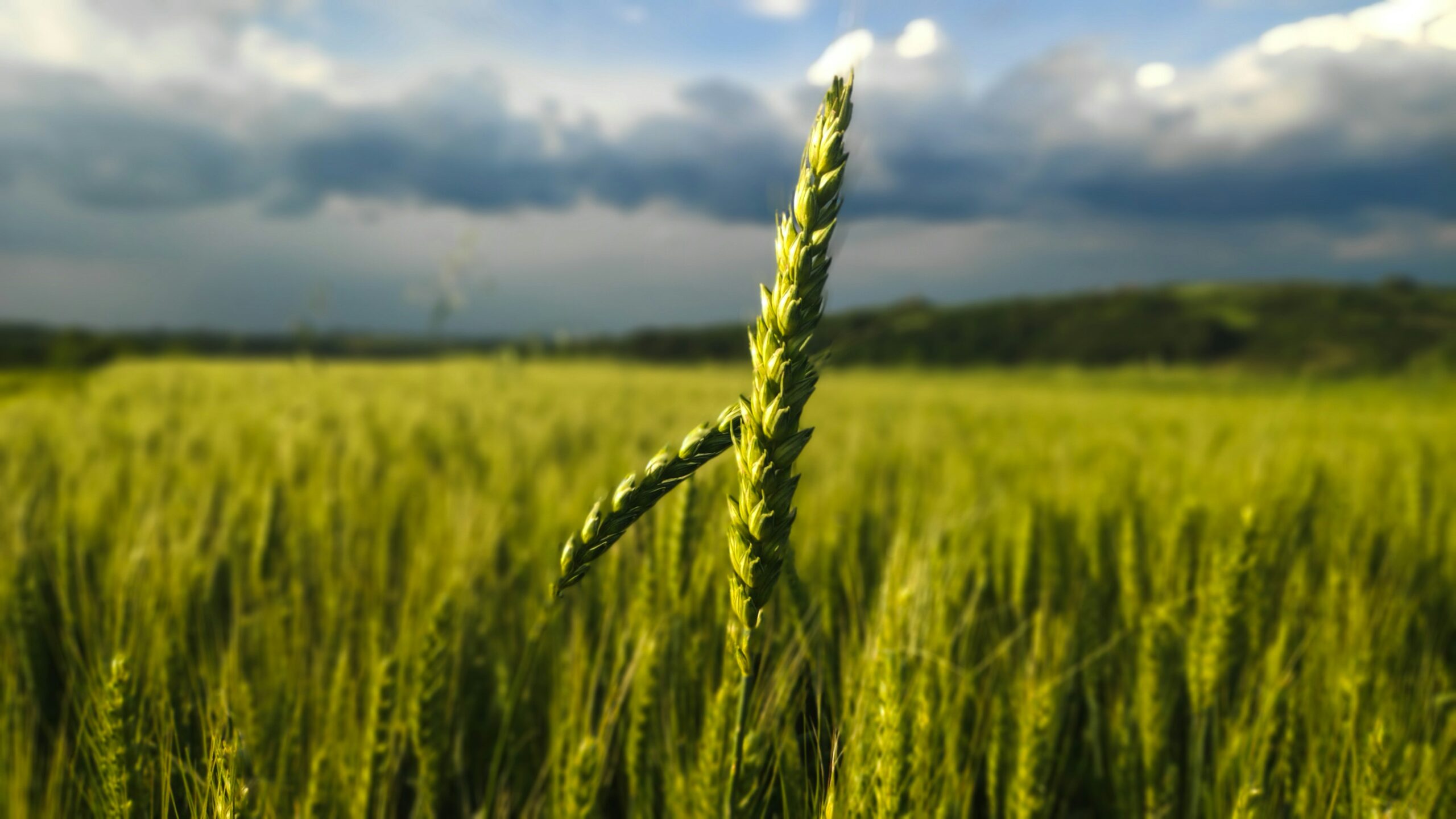 Politiques de soutien à l’agriculture biologique