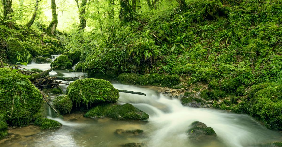 Stratégies pour la gestion durable des ressources naturelles