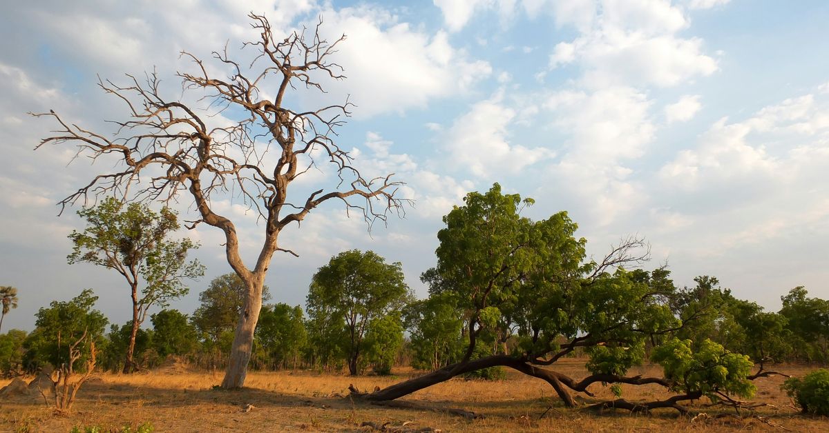 Impacts de la crise climatique sur la biodiversité