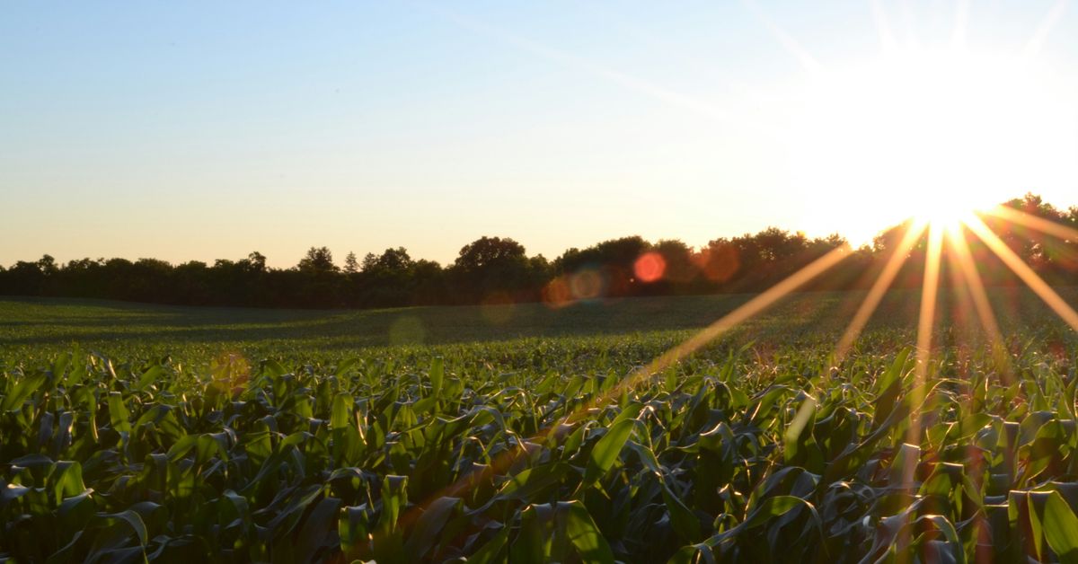 Innovations dans le secteur de l’agriculture durable