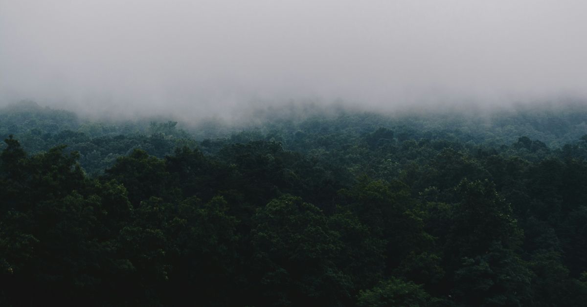 Impacts de la déforestation en Amazonie