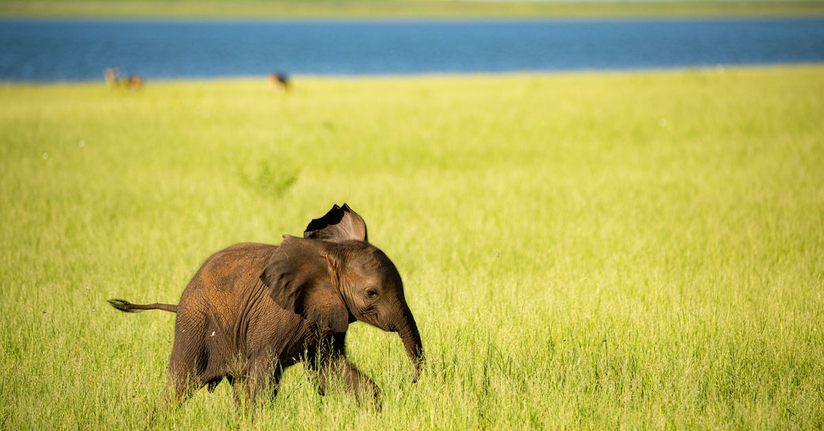 Initiatives pour la conservation des espèces en voie de disparition