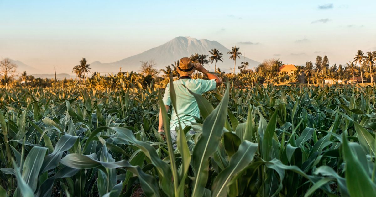 Effets des politiques climatiques sur la sécurité alimentaire