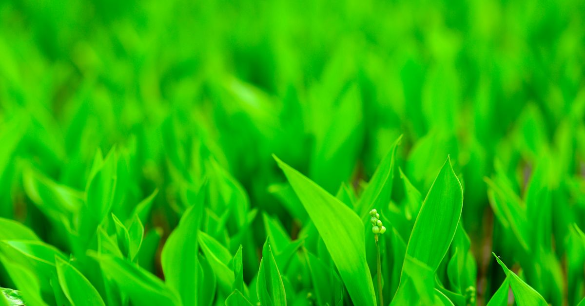 Initiatives pour la promotion de l’économie verte