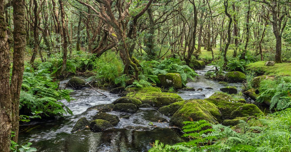 Effets des politiques environnementales sur la biodiversité