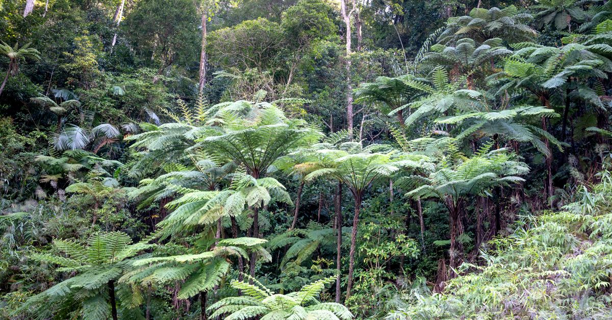 Initiatives pour la protection des forêts tropicales