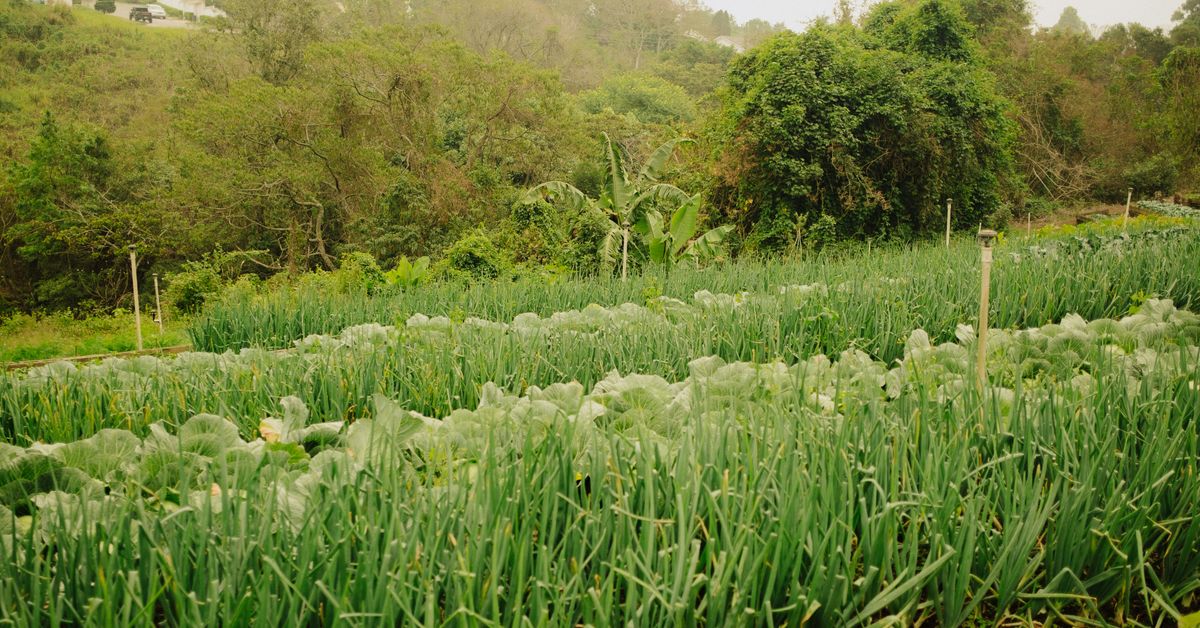 Effets des pratiques agricoles intensives sur la biodiversité