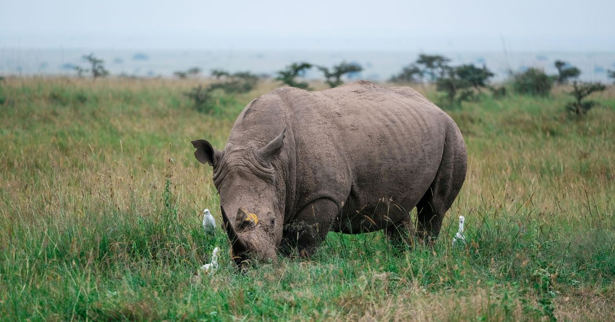Initiatives pour la conservation des espèces menacées